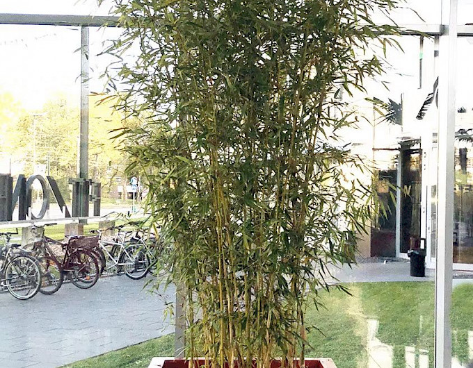 Bambus Phyllostachys preiswert