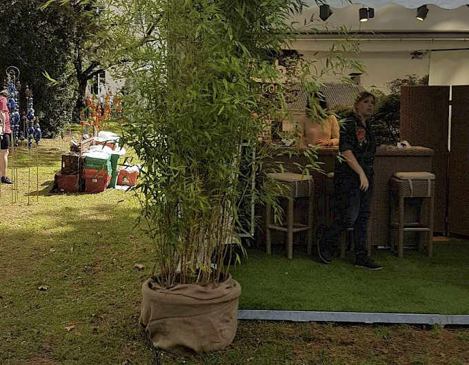 Bambus Phyllostachys Aureosuculata sonderangebot