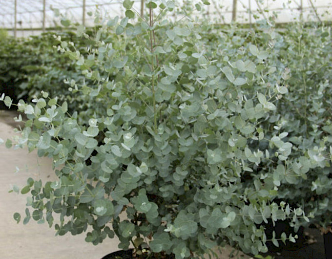 Eukalyptus Pflanzen billig
