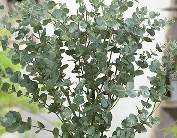 Eukalyptus Pflanzen Sonderangebot