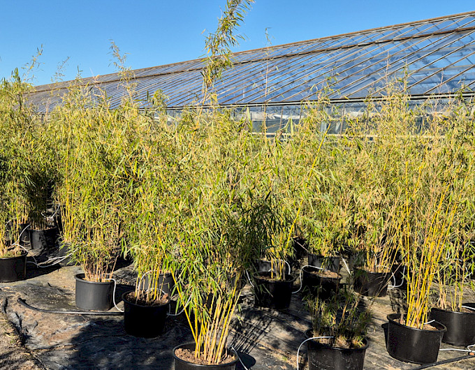 Bambus Phyllostachys Bisettii preiswert