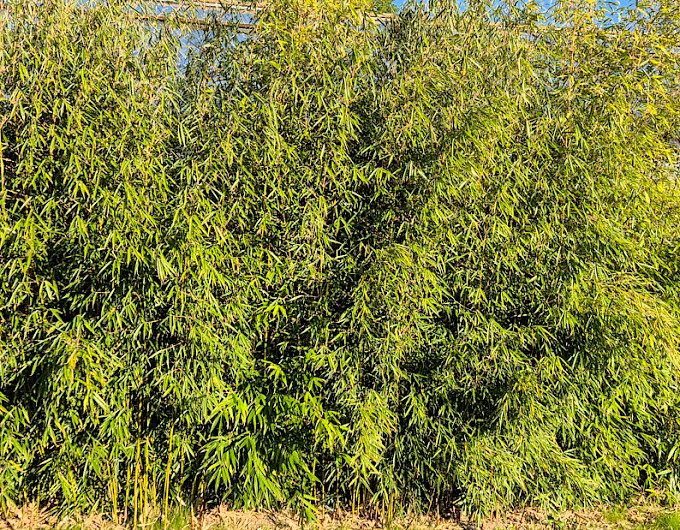 Bambus Phyllostachys Bisettii günstig